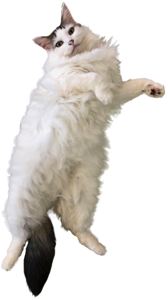 Yorda, a fluffy white cat with gray forehead and tail, spinning through space space with stars zooming by