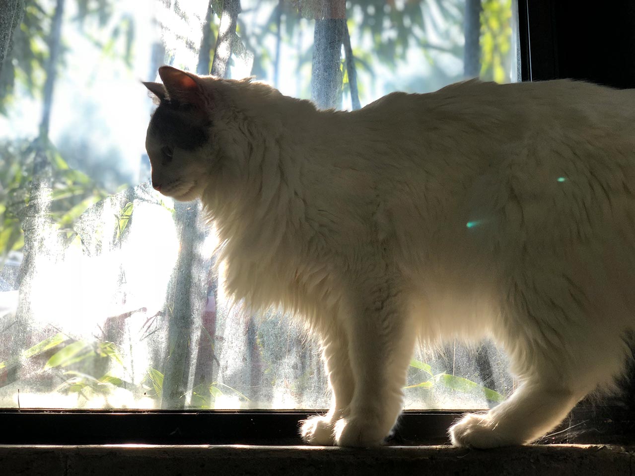 Yorda on a ledge, backlit, with bamboo