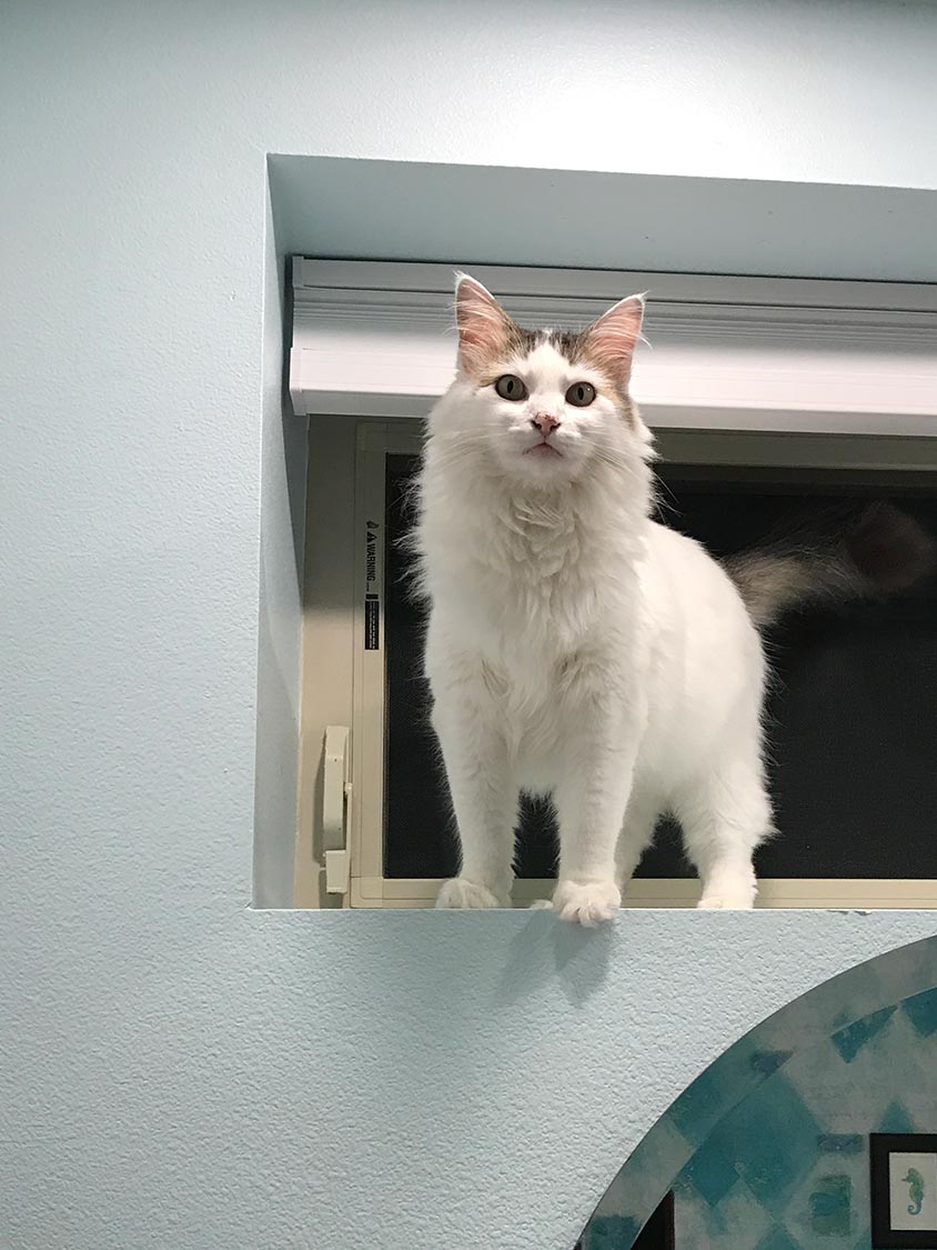 Yorda on a ledge in the bathroom