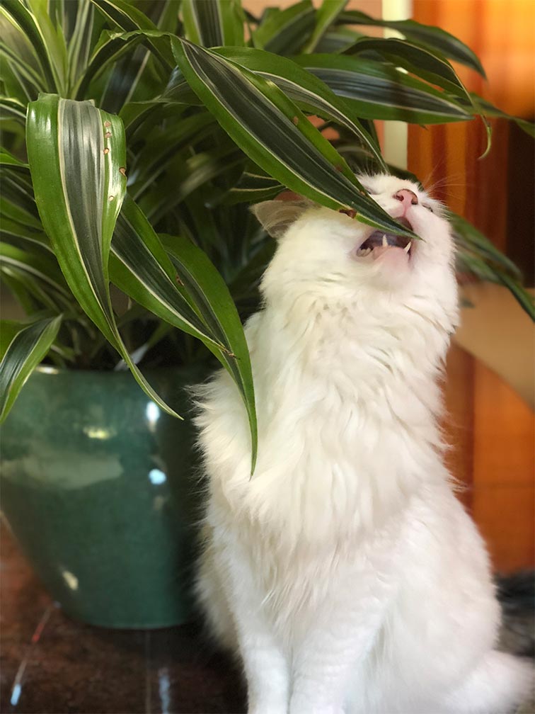 Yorda about to bite a plant