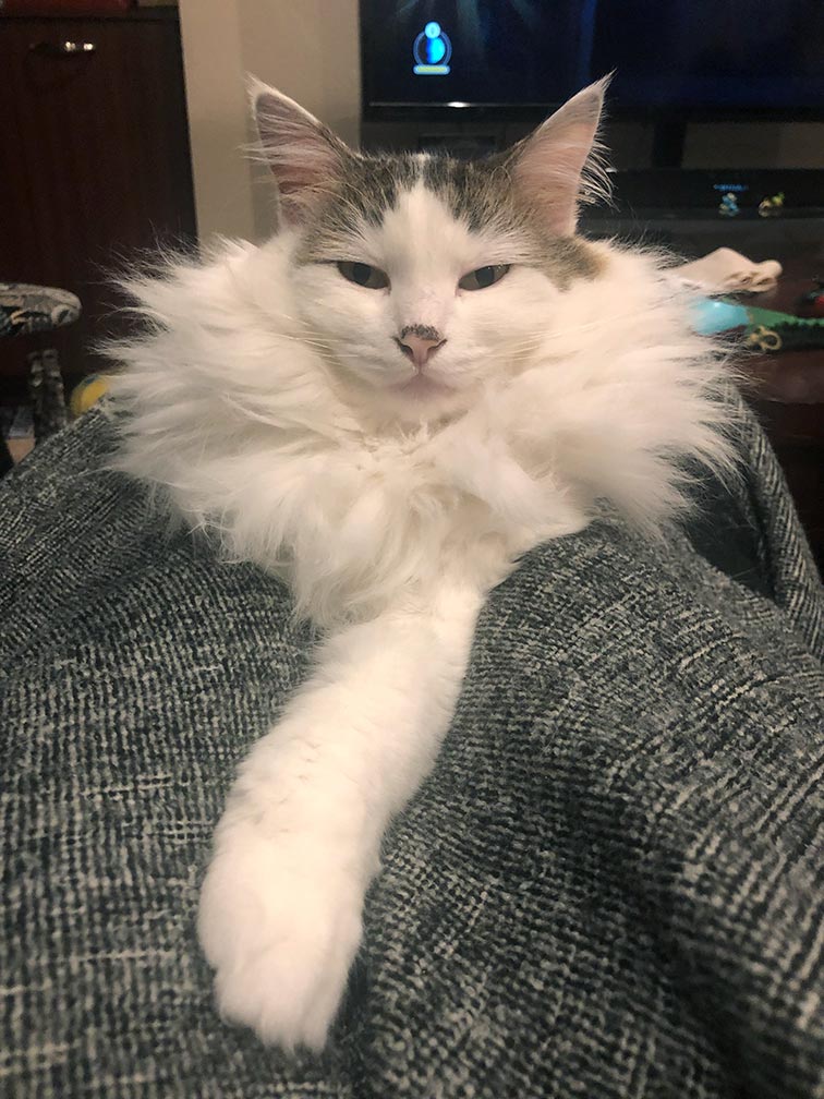 Yorda laying on my lap, mane extra fluffy