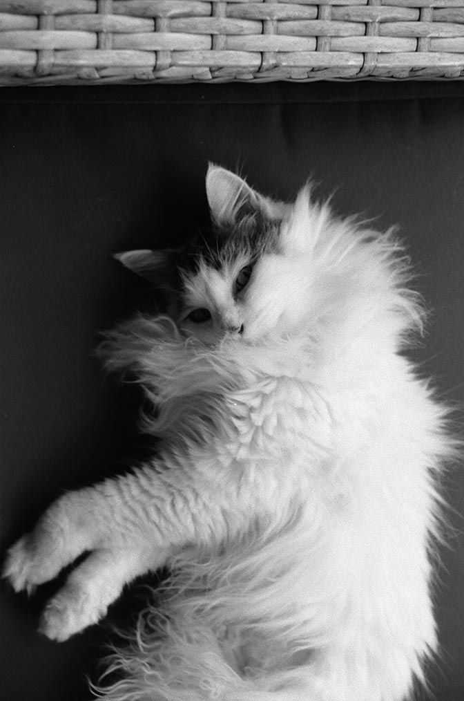 Black and white photo, Yorda laying on her side