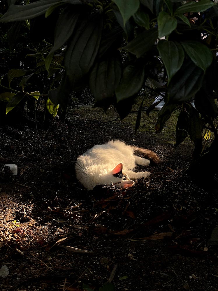 Yorda laying in the dirt, back facing the camera, evening sun illuminating her ears, evening of the final day