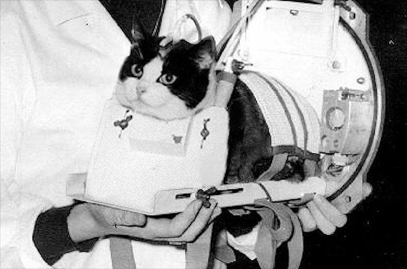 Félicette, first cat in space